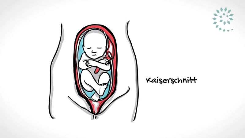 Schwangerschaft und die Entwicklung Deines Babies